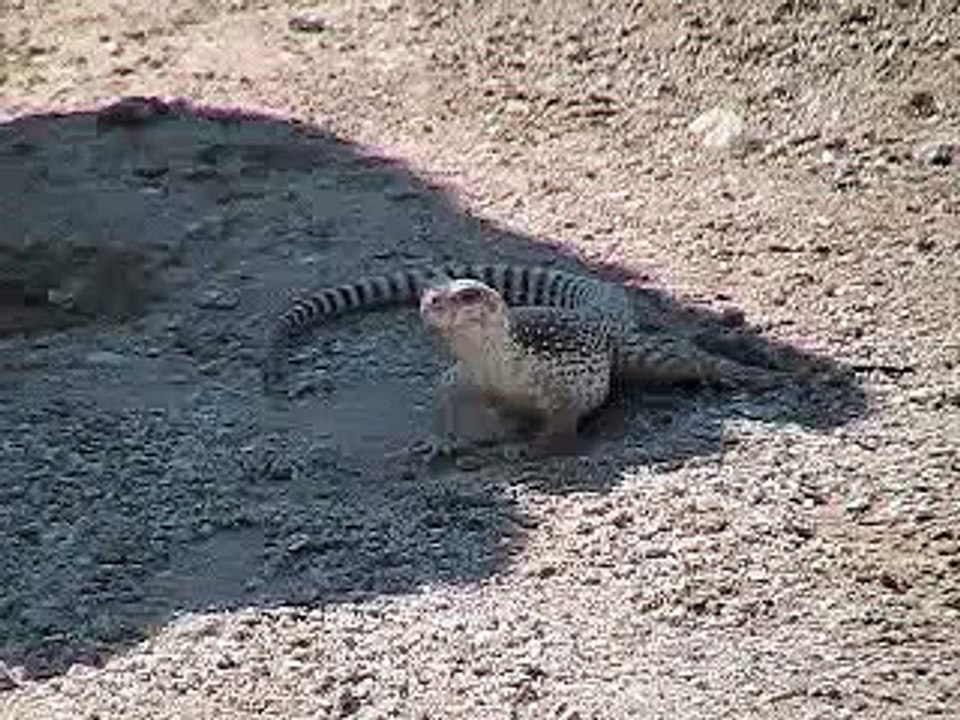 Desert Iguanas Courting in the Wild