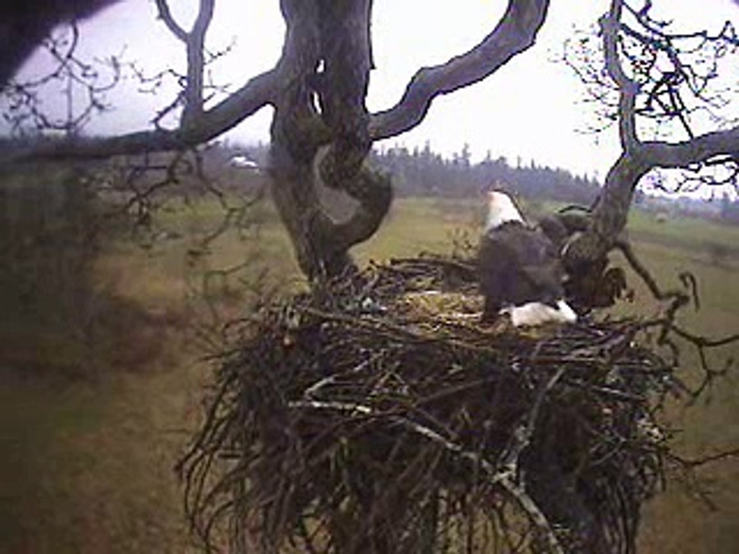 bald eagle fighting over nest,juveniles intrude