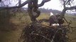 bald eagle fighting over nest,juveniles intrude