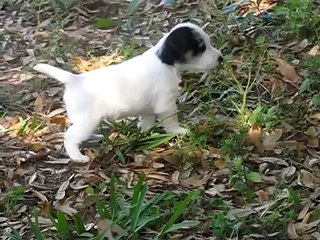 Puppies: Parson Russell Terriers/Jack Russell Terriers