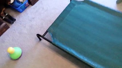 Best For My Dog Favorite Weather Resistant Steel Frame Elevated Pet Bed