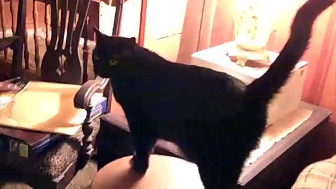 Talkative Cat
