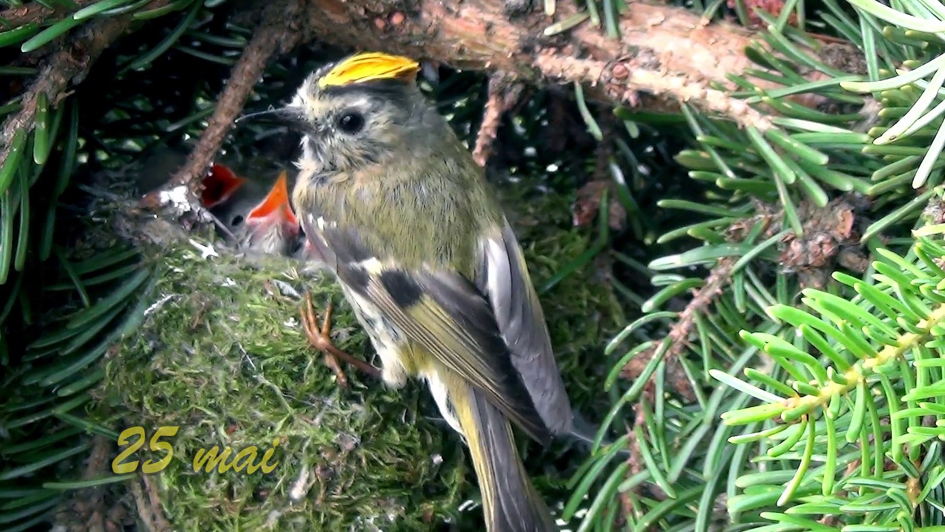 Le Roitelet Huppe Video Dailymotion