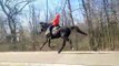 Hunter and Storm speed standardbred and 8 year old boy