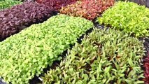 Westhaven Farm - Growing Microgreens