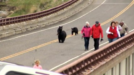 Black bears run after tourists at Yellow Stone National Park