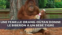 Une femelle orang-outan donne le biberon à un bébé tigre