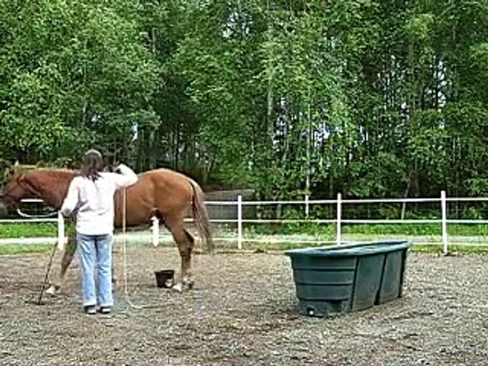 Horse with Wobblers at the walk and trot video Dailymotion