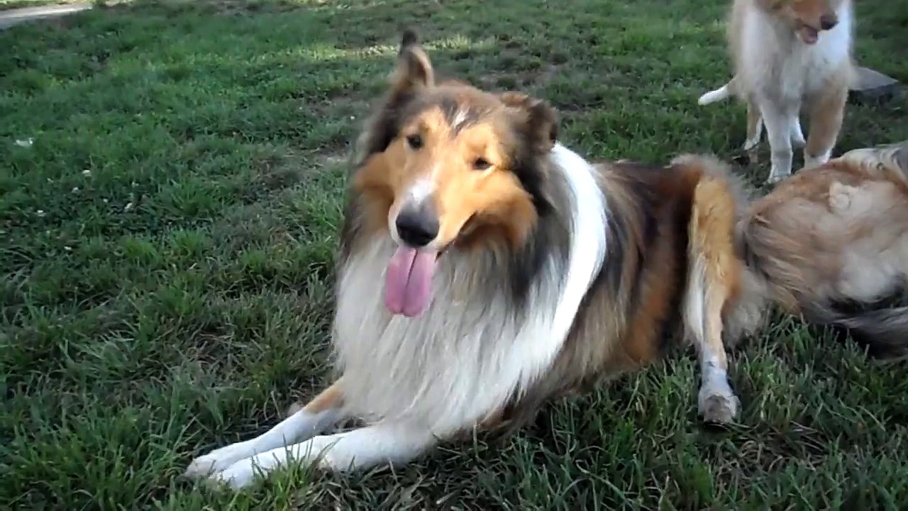 ROUGH COLLIE--THEATER"act fade"Dracko