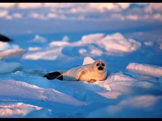 Matança de Focas - Basta - Seal Hunt