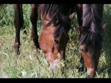Caii salbatici de la Letea - Romanian Wild Horses
