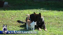Fully Trained Elite Protection Dog - Butler z Erisedu / K9 Ambassador