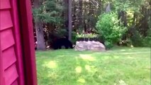 Bear At Bear Proof Bird Feeder Video Dailymotion