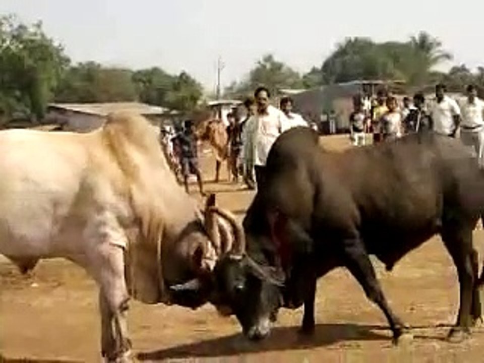 Bull Fight In India
