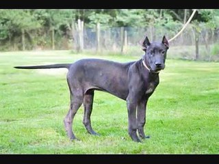 INTRODUCING THE ASEEL BULLY KUTTA
