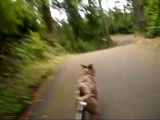 Boxer dog pulling skateboard