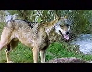 Las montañas del lobo (Capítulo 6de6)
