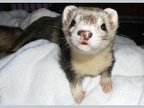 Pet Photo Fun  Ferret HAPPY BIRTHDAY SONG for May 9th