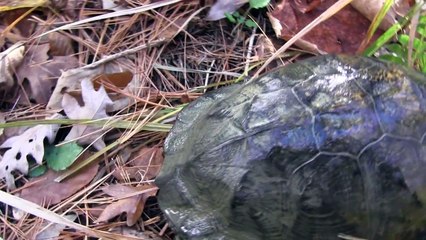 The Wood Turtle - Adrift in a Fragmented World