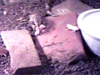 White Throat Monitor eating mice