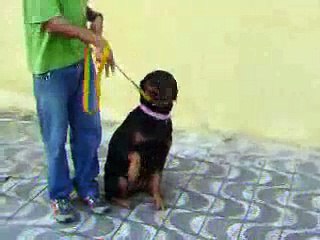 Comandos de obediência