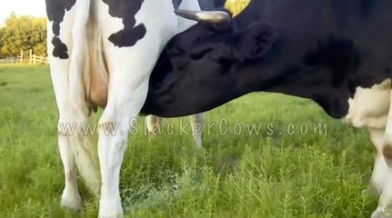 Lily Hearts Sam - Cow and Ox from Slacker Cows of SlackerCows.com