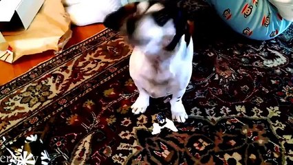 Are you a CAT person or DOG person