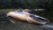 Chili : plus de 20 baleines échouées sur la côte sud