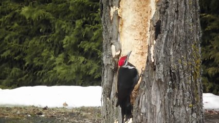 Un pic vert fait un énorme trou dans le tronc d'un arbre
