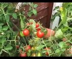 Pinching Out Tomato Growing Tips