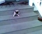 Dog falls down stairs