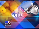 Farmers install CCTV camera to combat 'Mango Thefts' - Tv9 Gujarati