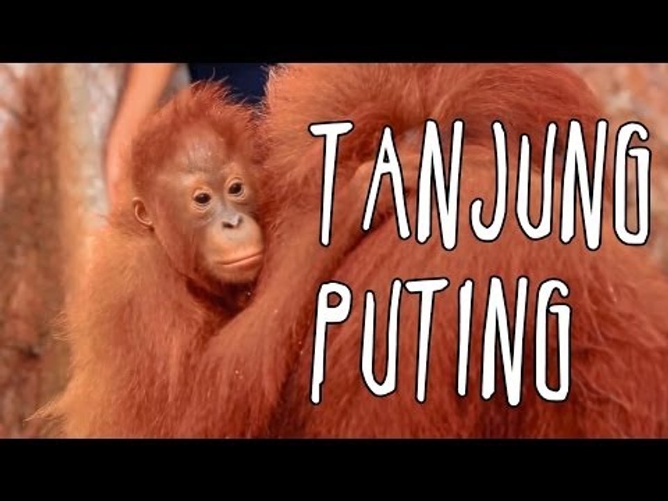 [INDONESIA TRAVEL SERIES] Jalan2Men 2014 - Tanjung Puting - Episode 1