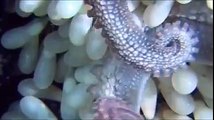 Amazing Animal Octopus Fish Babies