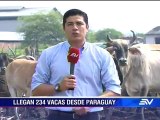 Reses paraguayas llegan a Ecuador