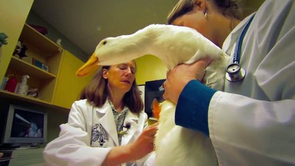 Ferret Aquapuncture - Exotic Pet Vet Webisode
