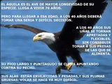 Renovación -  El águila