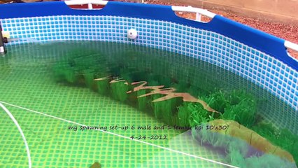 spawning koi (they are in love) and set up