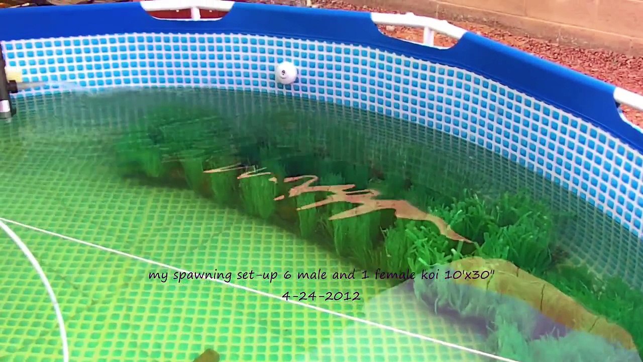 spawning koi (they are in love) and set up
