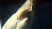 BELUGA WHALE gives birth in China acquarium in front of visitors. Rare & Incredible video footage!