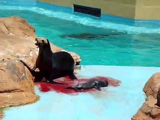 Sea Lion giving birth.
