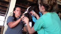 Flushing Eye Tear Ducts of a Horse via Nose to Eye - Horse Vet Care - Rick Gore Horsemanship