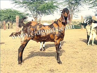 Al-Buraq Goat Farm - Eid Goat - Sirohi Goat - Sojat Goat