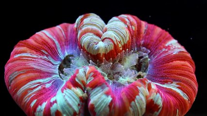 Mercan Hedef Besleme..