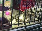 Cats @ St. Bernard Parish Animal Shelter 2 Yrs After Katrina