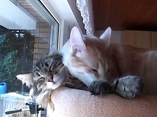 Finchen and Nelson: New Shirt Collection