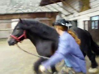 Ogier zimnokrwisty Bonzo - krycie klaczy