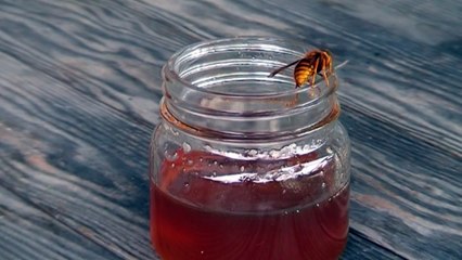 キイロスズメバチが地獄に落ちるまでの120秒間ノーカット