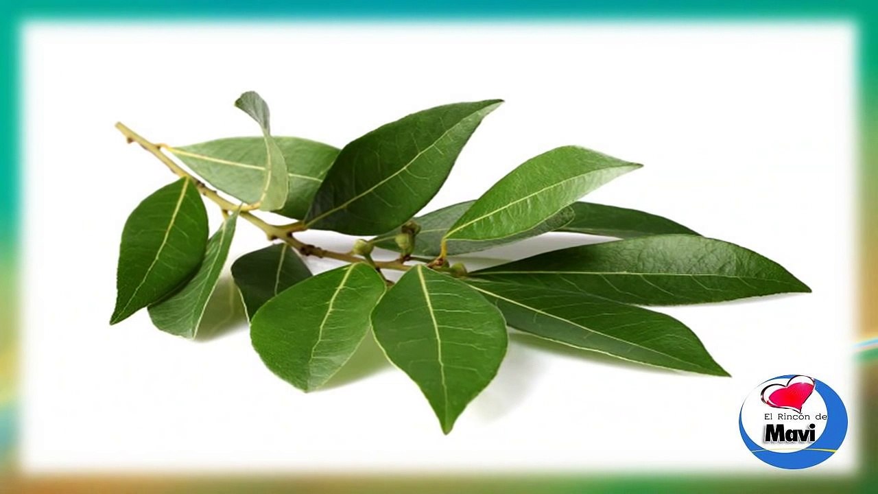 ¿Para que sirve el laurel? - Propiedades y beneficios del laurel