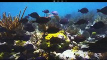 Coral Reefs Die as Ocean Temperatures Rise, Water Acidifies